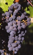 cabernet sauvignon szolo